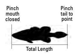 Total Length