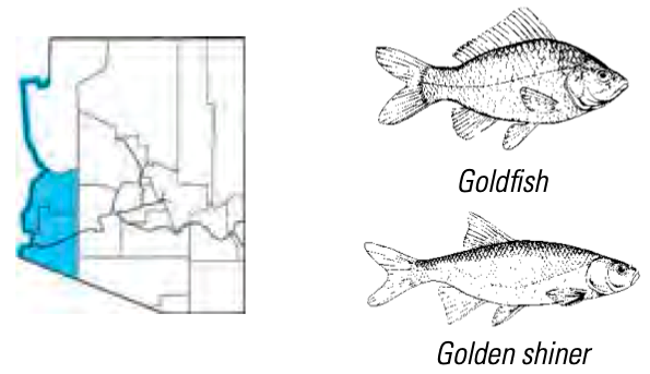 Golden Shiner and Goldfish