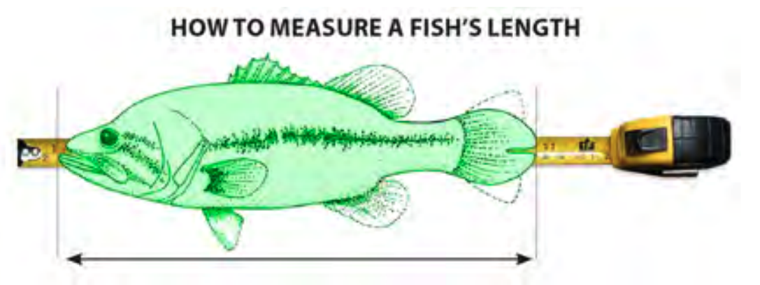 How To Measure Your Catch