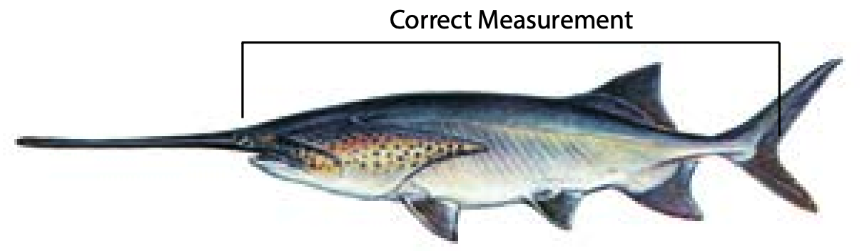 Measuring a Paddlefish