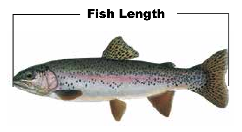Fish Length