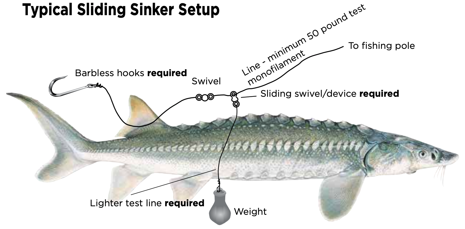 Typical Sliding Sinker Setup