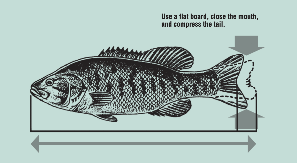 HOW TO MEASURE FISH