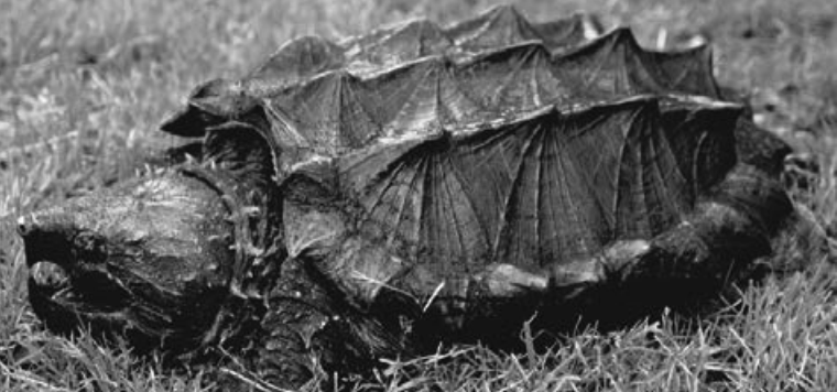 ALLIGATOR SNAPPING TURTLE