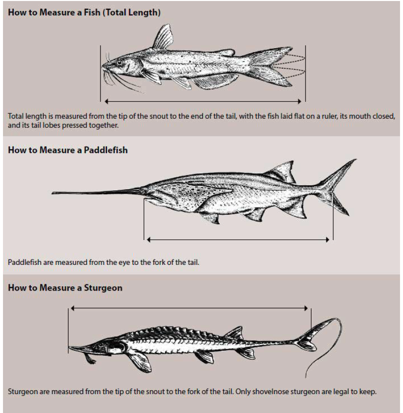 How To Measure A Fish
