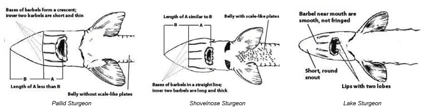 Pallid Sturgeon, Shovelnose Sturgeon Identification