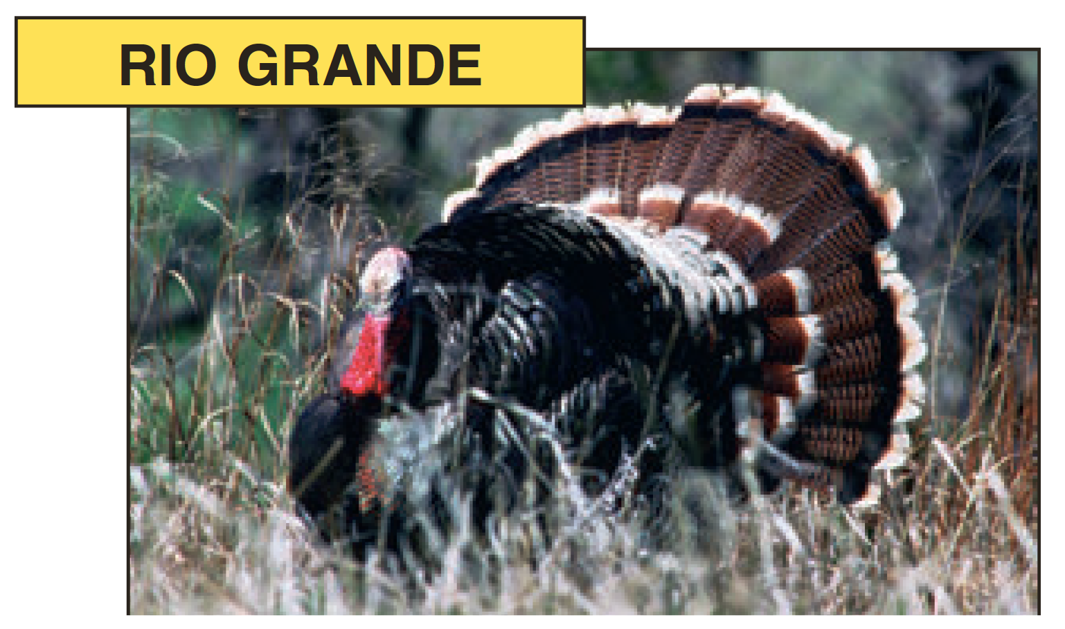 Rio Grande Turkey