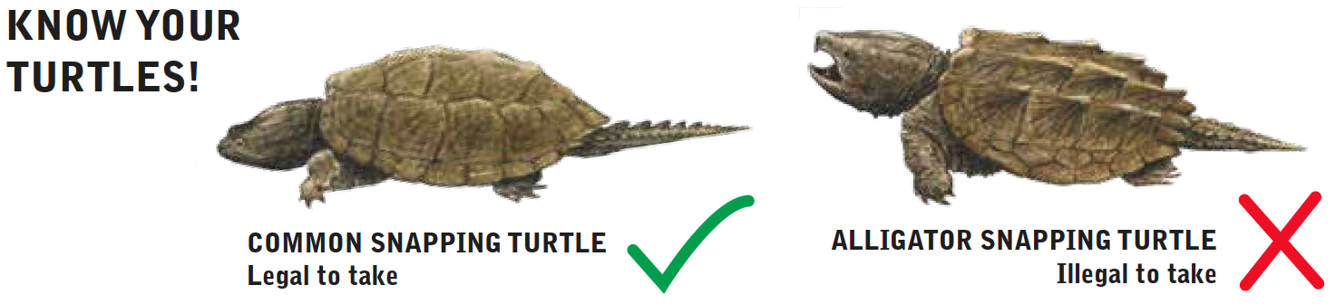 Know Your Turtles