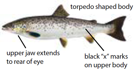 Atlantic salmon illustration with dark spots above the lateral line, a streamlined body, and slightly forked tail.