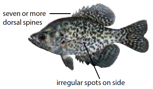 Illustration of a black crappie with dark, speckled scales and deep body—common in Michigan lakes and favored by panfish anglers.