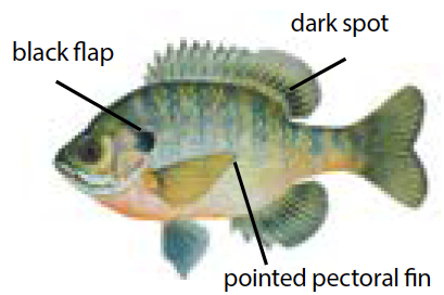 Illustration of a bluegill sunfish with detailed fin and scale markings, commonly found in Michigan's inland lakes and slow-moving streams.