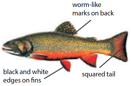 Illustration of a colorful brook trout with red belly and white-tipped fins, commonly found in Michigan’s cold, clean freshwater streams.