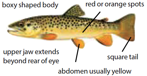 Illustration of a brown trout showing distinctive black and red spots, used for identifying common Michigan trout species.