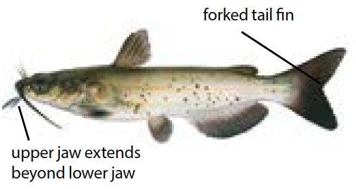 Channel catfish with whisker-like barbels and scattered black spots, commonly found in Michigan’s rivers, lakes, and reservoirs.