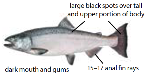 Chinook salmon illustration showing a large silver body with black spots on the back, dorsal fin, and both lobes of the tail.
