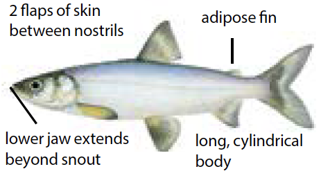 Cisco fish illustration with slender silver body and forked tail, commonly found in Michigan’s deep, cold freshwater lakes.