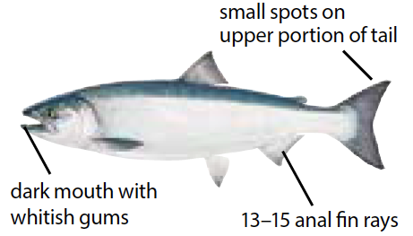 Coho salmon illustration with silver body, dark blue back, and small spots on the upper lobe of the tail and back.