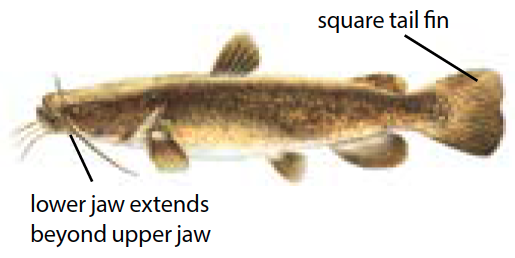 Flathead catfish illustration showing its broad, flat head and mottled brown coloring, commonly found in Michigan’s freshwater lakes and rivers.
