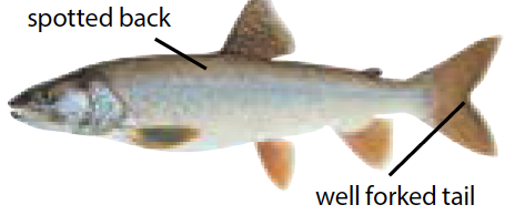 Lake trout illustration showing its long body, deeply forked tail, and light spots along a dark gray to greenish back.