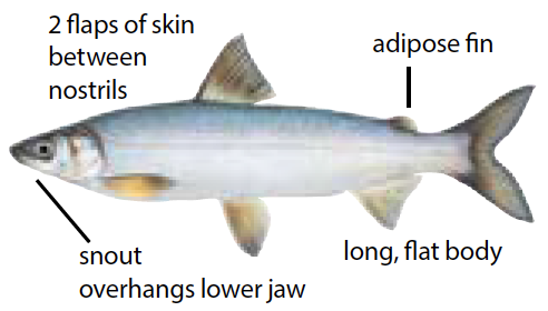 Lake whitefish illustration with silvery scales, small mouth, and forked tail, commonly found in cold freshwater lakes.