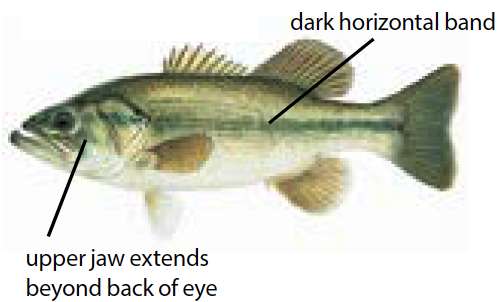 Illustration of a largemouth bass showing its greenish body, large mouth, and dark lateral stripe, common in Michigan freshwater lakes.