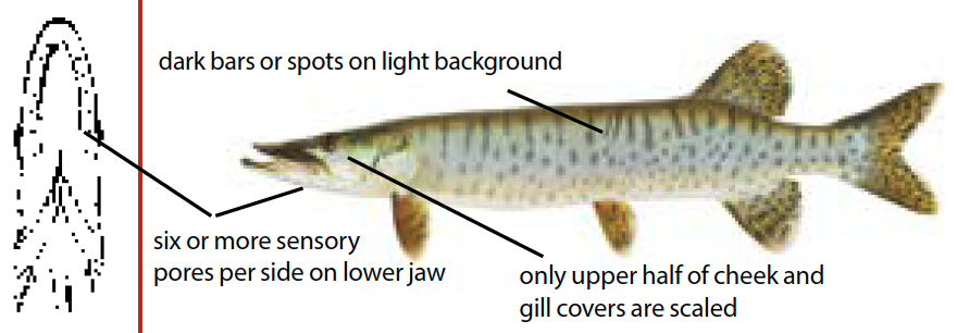 Illustration of a muskellunge with light vertical bars on a sleek body—an elusive freshwater predator native to Michigan’s lakes and rivers.