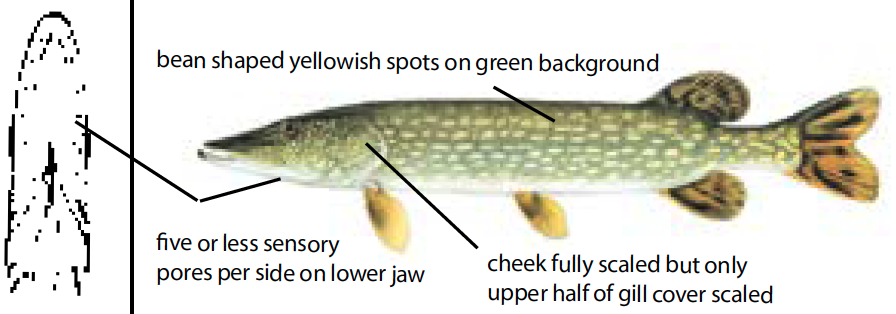 Illustration of a northern pike with olive-green body and light spots, a top predator fish species common in Michigan's lakes and rivers.
