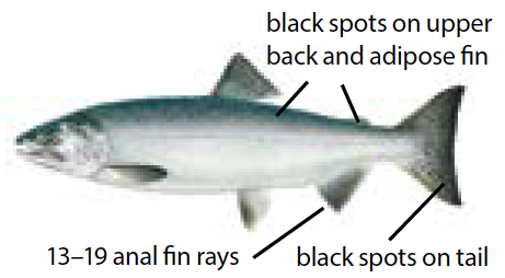 Pink salmon illustration with a slender body, large spots on tail, and distinctive humpback seen in spawning males.