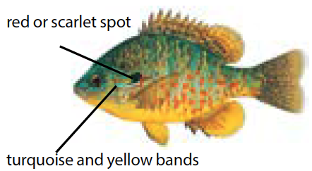 Illustration of a pumpkinseed sunfish with vibrant orange, yellow, and green markings, common in Michigan’s inland lakes and streams.