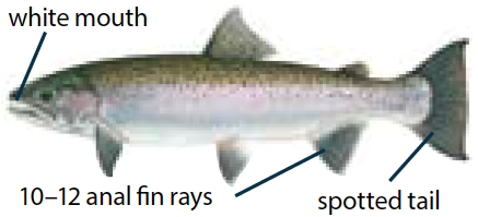Steelhead trout illustration showing streamlined silver body with small black spots and a pinkish stripe, commonly found in Michigan waters.