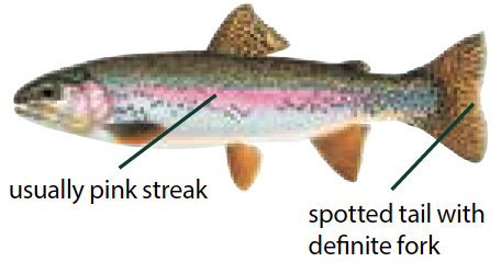 Rainbow trout illustration showing pink lateral stripe and black spots, commonly found in Michigan's coldwater streams and inland lakes.