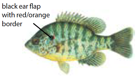 Redear sunfish illustration showing its blue-green body, yellow fins, and red spot on the gill cover, common in Michigan freshwater lakes.