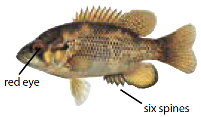 Illustration of a rock bass with a deep, oval-shaped body, dark mottled scales, and red eyes—common in Michigan’s inland lakes and streams.