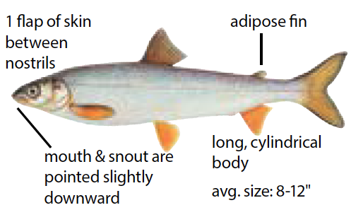 Illustration of a longnose sucker fish with copper fins and elongated body, commonly found in cold freshwater lakes and rivers.