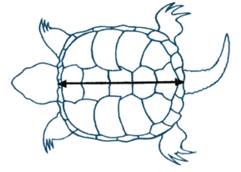 Carapace Length