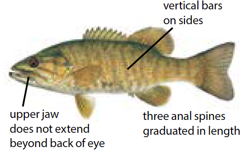 Illustration of a smallmouth bass, a popular Michigan freshwater sport fish, known for its bronze body and red eyes.