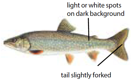 Splake trout illustration showing light spots on a dark body with a slightly forked tail, a hybrid of lake trout and brook trout.