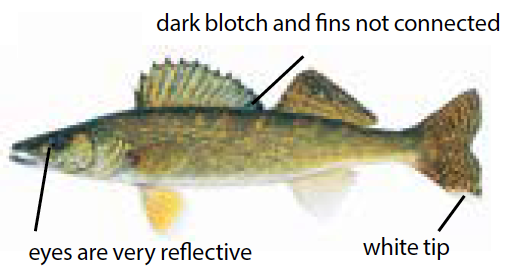 Illustration of a walleye fish, showing its sharp dorsal fin and golden body—commonly found in Michigan lakes and rivers.