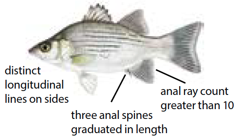 White bass illustration showing its silver body with horizontal black stripes, common in Michigan lakes and rivers.