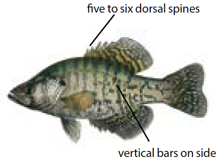 Illustration of a black crappie with speckled sides, deep body, and spiny dorsal fin, commonly found in Michigan’s lakes and slow-moving rivers.