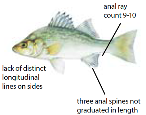 Yellow perch illustration showing elongated body with vertical stripes and spiny dorsal fin, common in Michigan freshwater lakes.