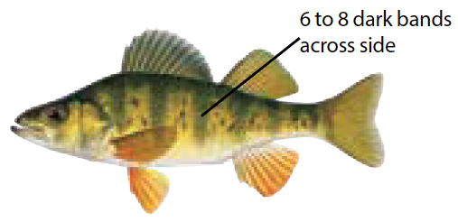 Illustration of a yellow perch with distinct dark vertical bars and golden-yellow body, commonly found in Michigan’s inland and Great Lakes waters.
