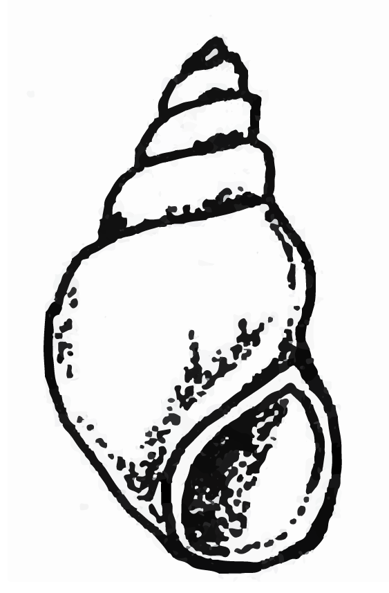 Faucet snail