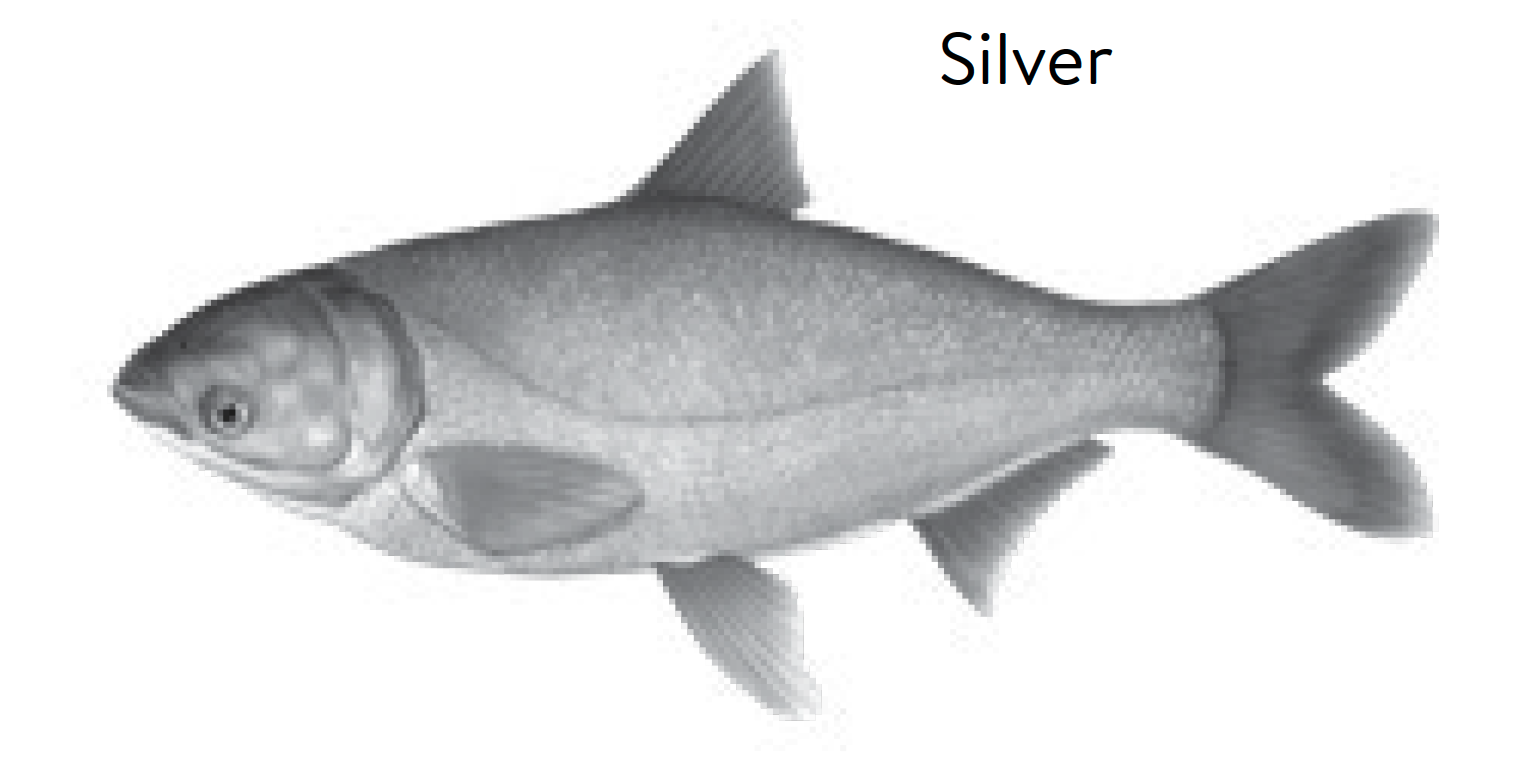 Silver Carp