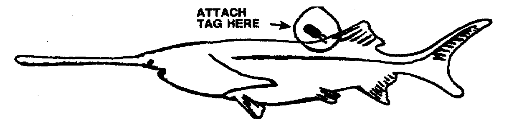 Tagging a Paddlefish