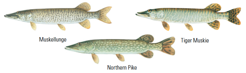 Muskellunge, Tiger Muskie and Northern Pike