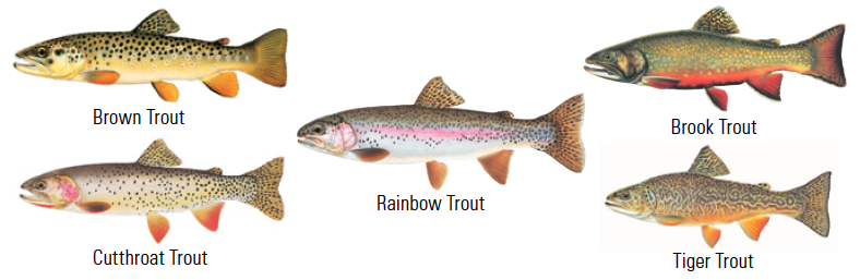 Trout (Brown, Brook, Cutthroat, Rainbow, Tiger)