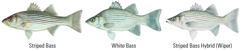Striped Bass, White Bass, Striped Bass Hybrid (Wiper)