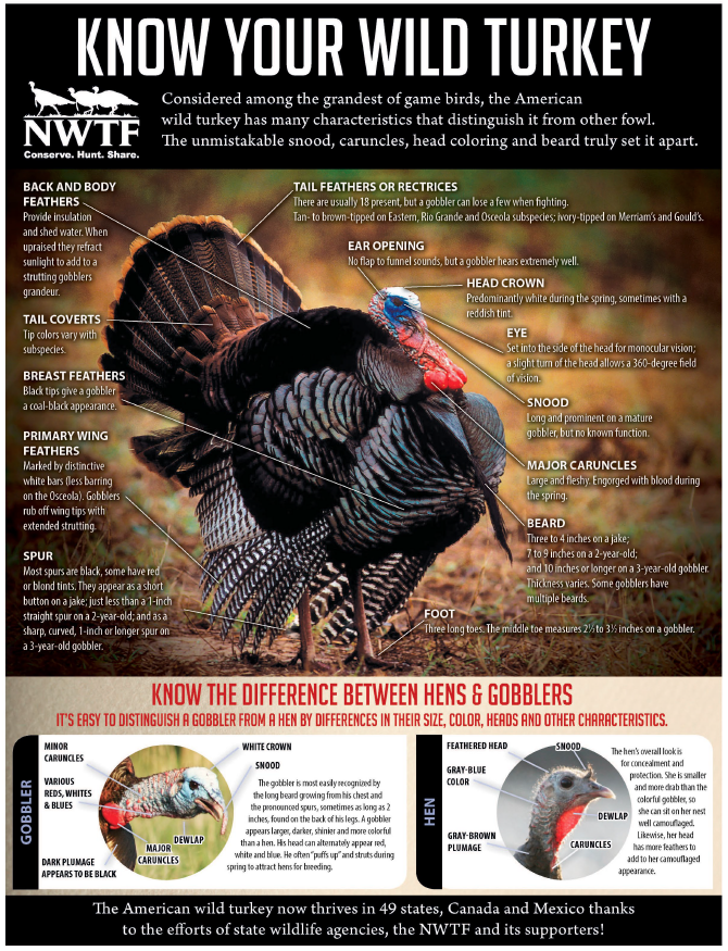 Now Your Wild Turkey