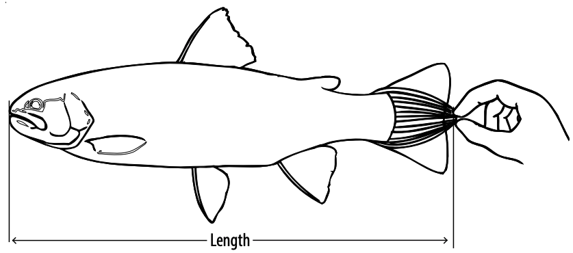 How to measure a fish
